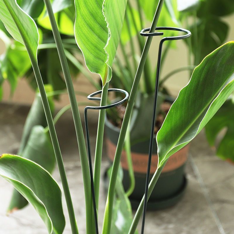 1/10pcs Garden Support Stake R - Florist Supp 评论和价格